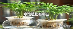 水培植物有哪些