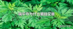 端午节为什么要挂艾草