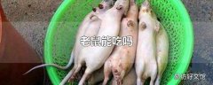 老鼠能吃吗