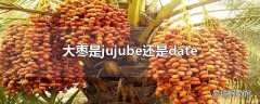 大枣是jujube还是date