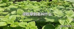 凉粉草别名叫什么