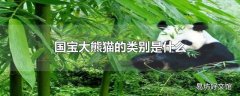 国宝大熊猫的类别是什么