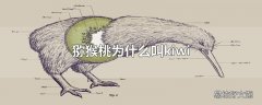 猕猴桃为什么叫kiwi