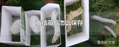 蚕结茧后怎么保存