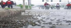 地震动物异常反应