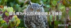 猫头鹰为什么白天睡觉晚上不睡觉