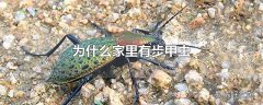 为什么家里有步甲虫