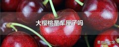 大樱桃是车厘子吗