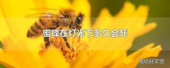 蜜蜂在灯光下多久会死