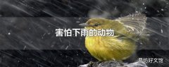 害怕下雨的动物