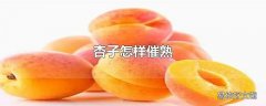 杏子怎样催熟