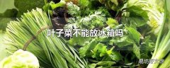 叶子菜不能放冰箱吗