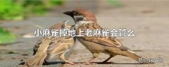 小麻雀掉地上老麻雀会管么