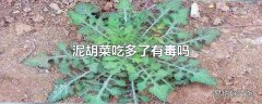 泥胡菜吃多了有毒吗