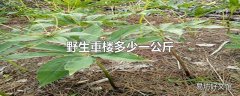 野生重楼多少一公斤