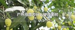 广州马路为什么种芒果树