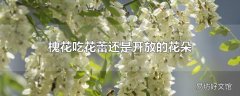 槐花吃花蕾还是开放的花朵