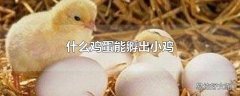 什么鸡蛋能孵出小鸡