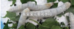 蚕宝宝需要喝水吗