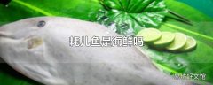 耗儿鱼是海鲜吗