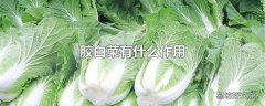 胶白菜有什么作用