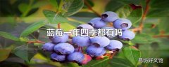 蓝莓一年四季都有吗