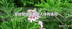 驱蚊草放室内对人体有害吗