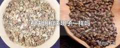 石决明和决明子一样吗