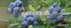 蓝莓吃之前要洗吗