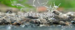 蛋白虫是干什么用的