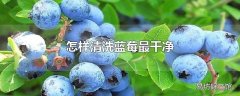 怎样清洗蓝莓最干净