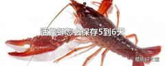 活龙虾怎么保存5到6天