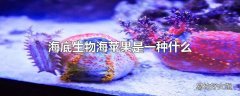 海底生物海苹果是一种什么