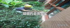 蟑螂药去哪里买