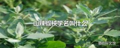 山辣椒秧学名叫什么