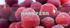 杨梅有虫子正常吗