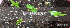 樱桃籽泡水发芽