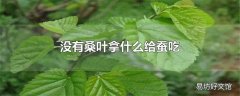 没有桑叶拿什么给蚕吃