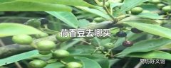 荷香豆去哪买