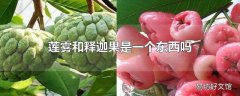 莲雾和释迦果是一个东西吗