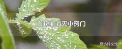 白粉虱消灭小窍门