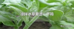 凉拌冰草要烫一下吗