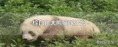 棕白色大熊猫叫什么