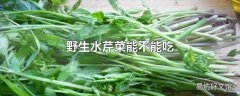 野生水芹菜能不能吃