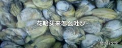 花哈买来怎么吐沙