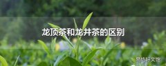 龙顶茶和龙井茶的区别