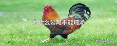 为什么公鸡不能炖汤