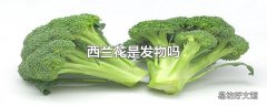 西兰花是发物吗