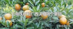 云南沃柑和广西沃柑哪个更甜