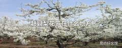 赵县梨花节在什么地方